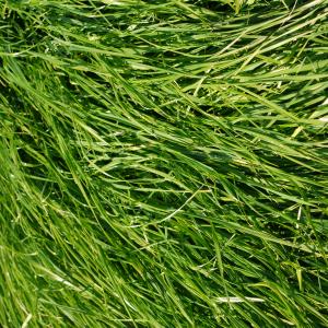 Green Manure Ryegrass
