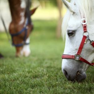 Horses Grazing Top Paddock