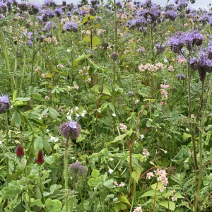 Brassica Break Cover Mix