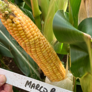 Marcopolo Maize Variety from Field Options