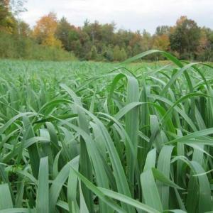 forage oats