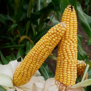 P7034 Maize