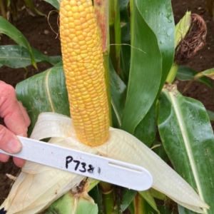 P7381 Maize Variety from Field Options