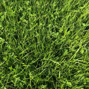 Highlander Grass mix