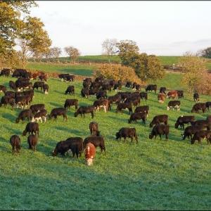 SW7 and SW14 Stewardship Arable Reversion Mixture