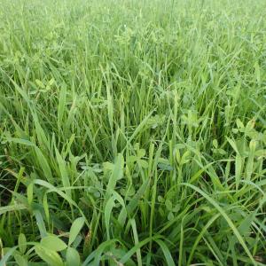 Green manure Whirlwind