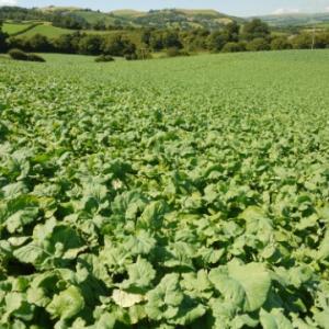 Winter Brassica Mix