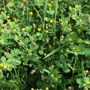 Yellow Trefoil