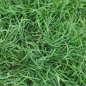Invincible grass seed mix