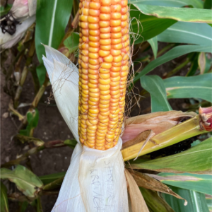 Jardinero Maize Variety from Field Options