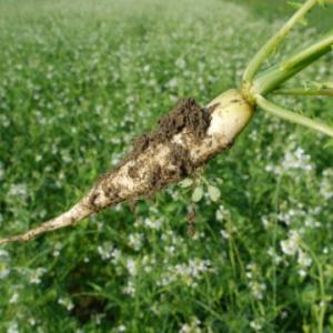 tillage radish